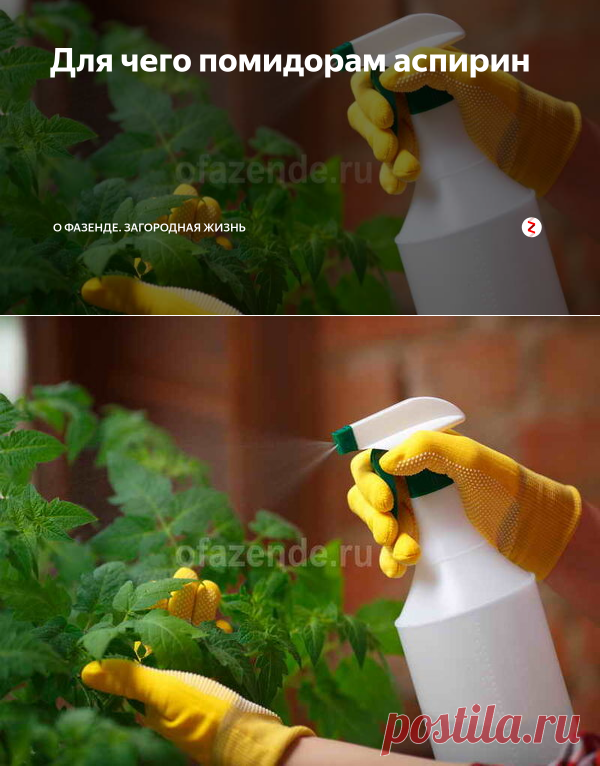 Для чего помидорам аспирин | О Фазенде. Загородная жизнь | Яндекс Дзен
