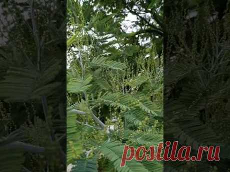 #мимоза чудесное дерево 💚😍 #naturelovers