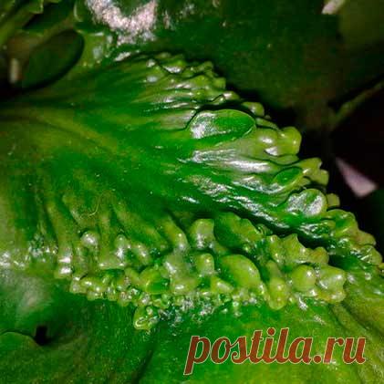 Болезнь комнатных растений Водянка. На нижней стороне листьев иногда образуются плотные пробковые наросты. Это заболевание вызывают не грибок или бактерии - это реакция растения на переувлажнение почвы в условиях недостаточного освещения.