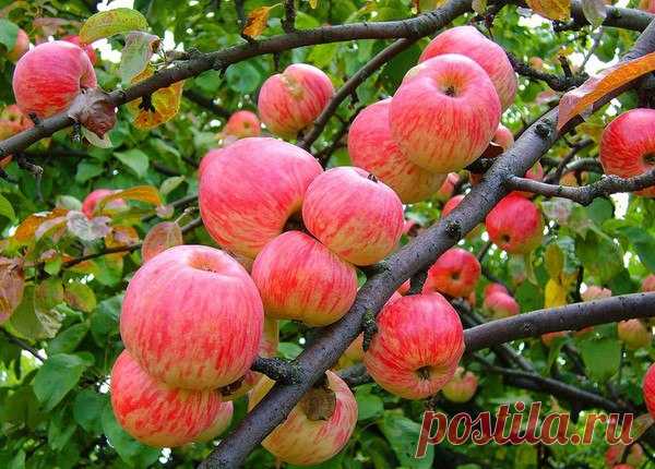 О дивный август! Золотое время.., -
Волшебное, как яблоко в соку...
Медовый шар в саду на ветке дремлет,
В блаженном сне предчувствуя свой вкус...

С улыбкой светлой лето обернётся,
Помедлив миг в конце своих садов...
И тёплый шар, порозовев, сорвётся
В корзину сбора солнечных плодов...

Зову в свой сад! Делюсь его дарами...
И Бог даёт мне эту благодать -
Здесь, на Земле, под буйными ветрами,
Сердца людей Любовью согревать!

Оксана Манжурина

 Владимир Веске — Яблочный спас