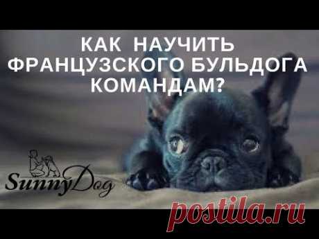 Как научить французского бульдога командам?