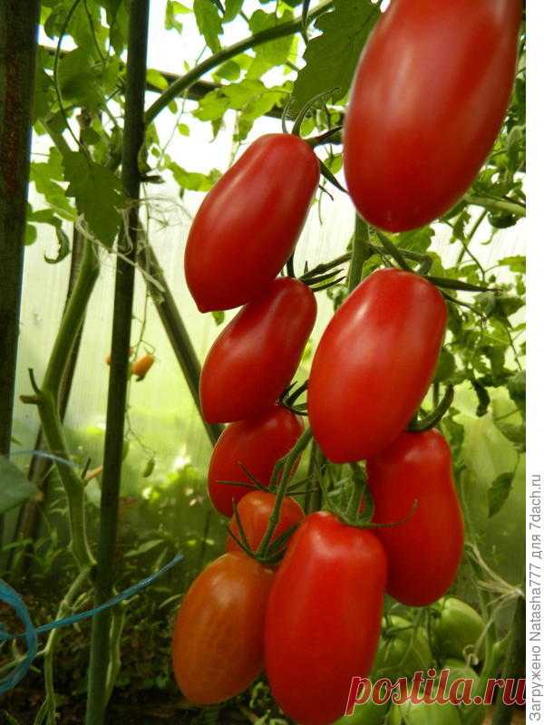 Мой самый любимый помидоров. Спрут Сливка!!!