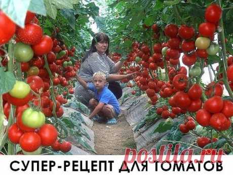 Очень эффективная подкормка!
Рецепт очень прост.
В трехлитровую банку заливаю 2,6-2,7 л воды без хлора (отстоянной), добавляю 100 г разведенных теплой водой дрожжей и 0,5 ст. сахара. 
Накрыв марлей, держу банку в тепле, время от времени взбалтывая содержимое. 
Раствор готов, когда закончится брожение.
Один стакан развожу в 10 л воды и поливаю растения по 1 л под каждый куст. 
За лето провела три таких подкормки. 
В итоге урожай мы получили отменный! 
Кусты томатов выросли мощные, на плодах не