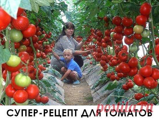 Очень эффективная подкормка!
Рецепт очень прост.
В трехлитровую банку заливаю 2,6-2,7 л воды без хлора (отстоянной), добавляю 100 г разведенных теплой водой дрожжей и 0,5 ст. сахара. 
Накрыв марлей, держу банку в тепле, время от времени взбалтывая содержимое. 
Раствор готов, когда закончится брожение.
Один стакан развожу в 10 л воды и поливаю растения по 1 л под каждый куст. 
За лето провела три таких подкормки. 
В итоге урожай мы получили отменный! 
Кусты томатов выросли мощные, на плодах не