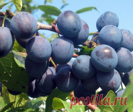 Чем полезен тёрн?