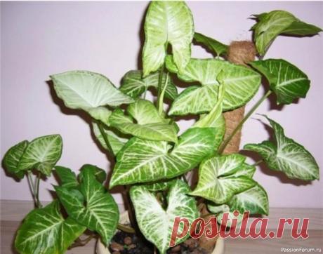 ​Комнатное растение Сингониум Сингониум - красивое ампельное растение, относящееся к семейству ароидных. Род сингониума состоит из более 30 видов лиан и эпифитов, происхождением из Центральный Америки. В комнатной культуре выращивают в основном три вида сингониума: ножколистный, Вендлэнда и ушковидный.На вид Сингониум...