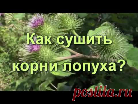 Лопух. Лечебный корень лопуха