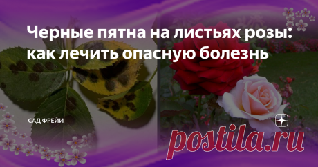 Черные пятна на листьях розы: как лечить опасную болезнь Сначала садовод игнорирует пару темных пятен на листьях розы. Через неделю с досадой подмечает, что проблема увеличивается в масштабах, и вот уже добрая половина куста похожа на "черт-те что". Если и дальше надеяться на авось, листья начнут желтеть и скручиваться, приближая гибель еще недавно благоухающей розы...
Груст