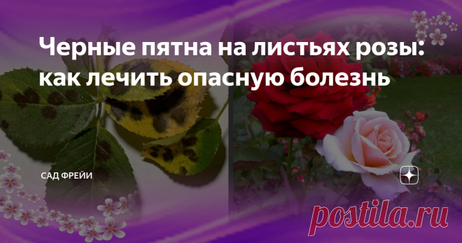 Черные пятна на листьях розы: как лечить опасную болезнь Сначала садовод игнорирует пару темных пятен на листьях розы. Через неделю с досадой подмечает, что проблема увеличивается в масштабах, и вот уже добрая половина куста похожа на 