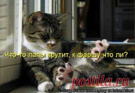 Котоматрица - фотографии животных с прикольными надписями ))