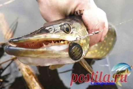 Топ 10 — блесен вертушек для ловли щуки Каждый рыболов любит ловить представительниц зубастого семейства щуки, при этом сегодня имеется огромное количество самых всевозможных приманок для этого. Неплохо ловится щука на блесны вертушки, х…