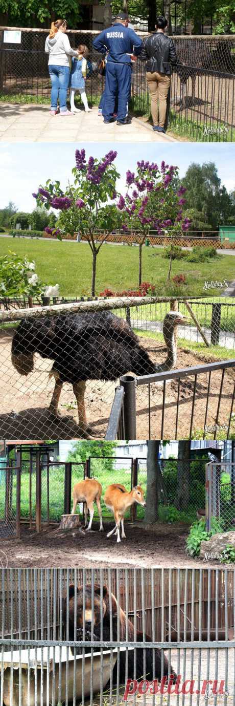 Зоопарк в Минске: москвичи-постояльцы, символ зоосада и сюрпризы для публики - туристический блог об отдыхе в Беларуси