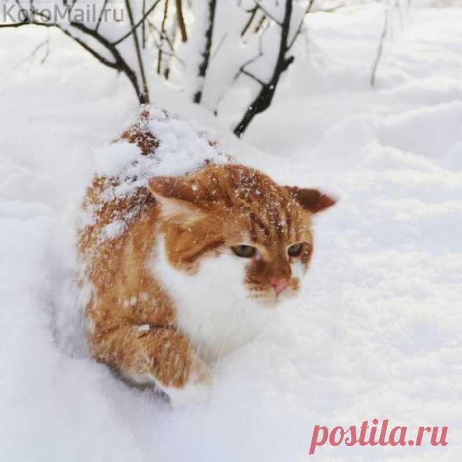 Галопом по сугробам