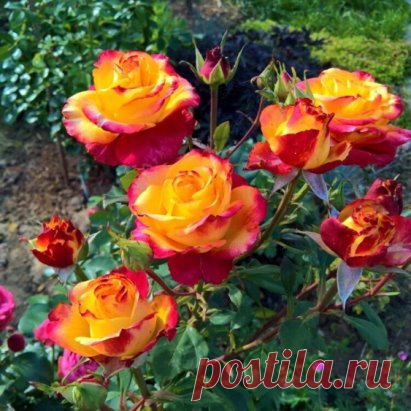 Не забудь поставить класс этой заметке
 Что нужно Обязательно сделать с РОЗАМИ после цветения?
3 пункта, благодаря которым, у вас будет Роскошный цветник