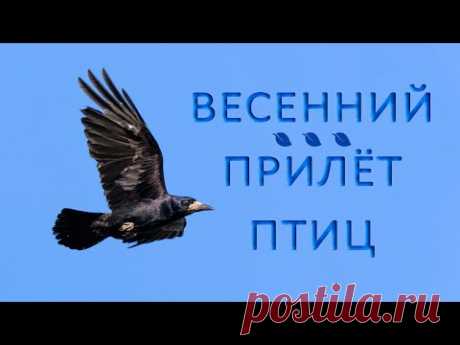 Какие перелётные птицы прилетают весной?