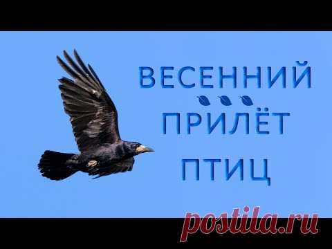 Какие перелётные птицы прилетают весной?