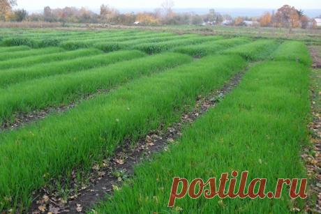 Сидераты: преимущества, сроки посева, популярные сидераты Сидератами принято называть зеленые удобрения, которые выращивают специально для восстановления почвы после вегетации, насыщения ее азотом и микроэлементами и блокировки роста сорных растений. Сидерация – важный компонент органического земледелия. К …