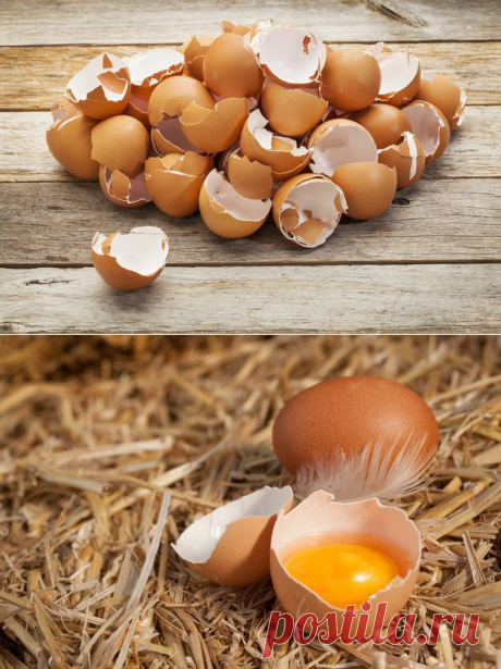 Я тебе пригожусь: как использовать яичную скорлупу / Домоседы