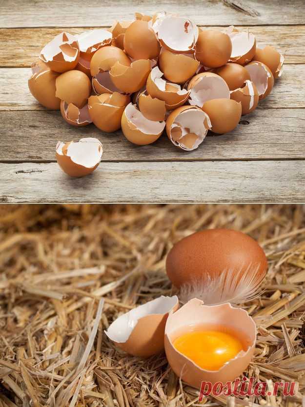 Я тебе пригожусь: как использовать яичную скорлупу / Домоседы