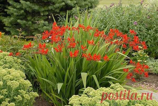 Крокосмия или монтбреция!

Крокосмия - Crocosmia - Семейство: касатиковые. Клубнелуковичное многолетнее растение немного похожее на гладиолус. Цветет с июля по сентябрь. В садоводстве используется крокосмия обыкновенная (крокосмиецветная) - высота стеблей до 100см. Яркие желтые, оранжевые, красные цветки собраны в метельчатые соцветия. Крокосмия предпочитает плодородные, хорошо дренированные почвы. Солнцелюбива. При избытке влаги погибает. Требуются подкормки полным минера...
