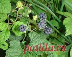 Ежевика полезные свойства, листья, корни ежевики польза, применение.