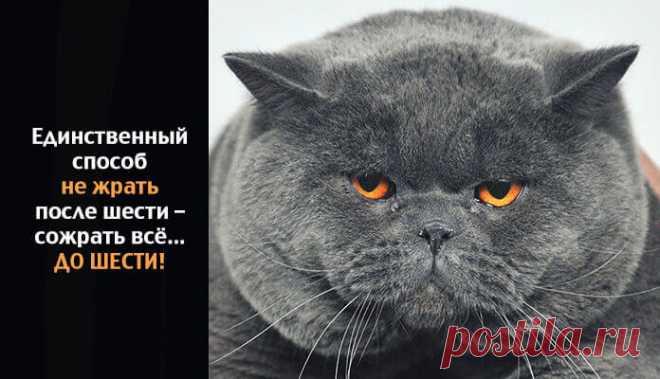 Весёлые картинки - Хорошее настроение – залог удачного дня.