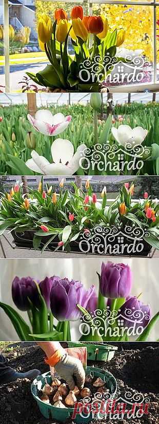 Выращивание тюльпанов в домашних условиях — как посадить и вырастить тюльпаны дома