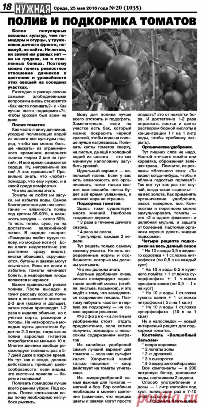 Полив и подкормка томатов