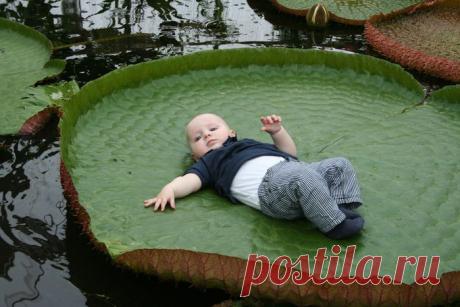 Гигантская кувшинка Виктория амазонская .