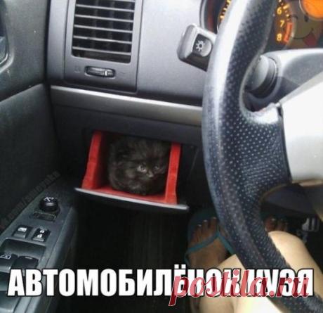 котики Поиск