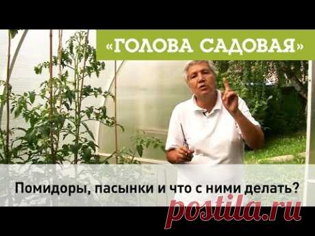 Голова садовая - Помидоры, пасынки и что с ними делать