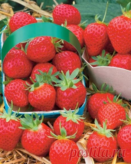 ЗАЦВЕЛА ЗЕМЛЯНИКА?
Совсем скоро наступит пора массового цветения садовой земляники. Если сейчас уделить ей немного внимания, урожай точно удастся на славу.