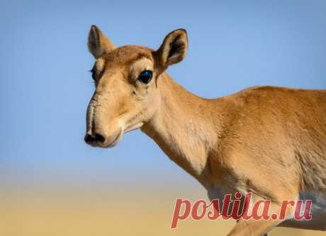 «Джоконда» Очаровательная сайга (самка сайгака) в объективе Ростислава Машина: nat-geo.ru/community/user/15475/