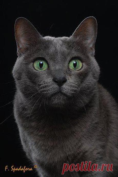 корат