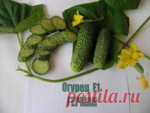 Огурец Герман: описание сорта, выращивание из семян и особенности сорта