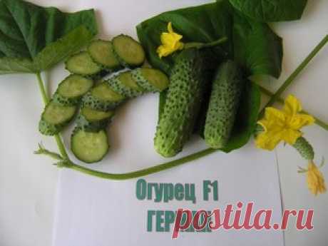 Огурец Герман: описание сорта, выращивание из семян и особенности сорта