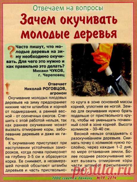 Зачем окучивать молодые деревья