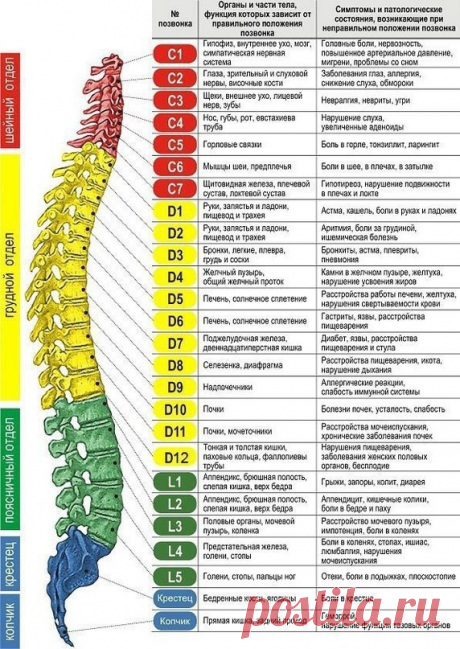 Интересные новости    Органы и части тела, функции которых зависит от правильного положения позвоночника. А также симптомы и патологические состояния возникающие при неправильном положении позвонка.