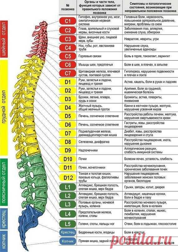 Интересные новости    Органы и части тела, функции которых зависит от правильного положения позвоночника. А также симптомы и патологические состояния возникающие при неправильном положении позвонка.