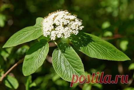 Декоративные калины: 10 самых интересных сортов. Фото — Ботаничка