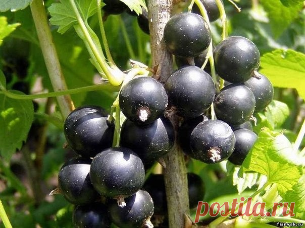 СМОРОДИНА. В ЧЕМ СЕКРЕТ ДОЛГОЛЕТИЯ?

У многих садоводов черная смородина хорошо растет и обильно плодоносит более 10 лет. Секрет долголетия — в омолаживающей обрезке и тщательном уходе.

Посадка
Посадочные ямы размером 50x50 см основательно заправляют. В каждую вносят 2-3 ведра перегноя, 1 л золы и по 1 спичечному коробку суперфосфата и хлористого калия. Все хорошо перемешивают с верхним плодородным слоем почвы. Саженцы присыпают на 10 см от верхнего корешка, чтобы в будущ...