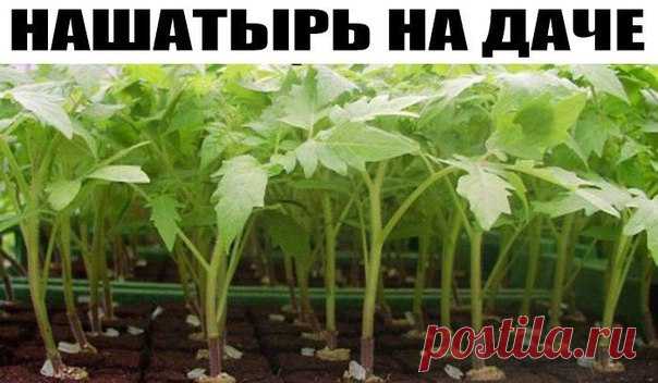 Нашатырный спирт на даче 

Любителям выращивать цветочки, помидорчики и прочие цветочно-овощные культуры следует также обратиться за помощью к спирту. 

Очень уж любят лилии, клематисы, герань, огурцы подкормку с этим средством. Достаточно в 4 л воды растворить 50 мл нашатыря и ваши растения вас отблагодарят своим здоровым видом.
Показать полностью…