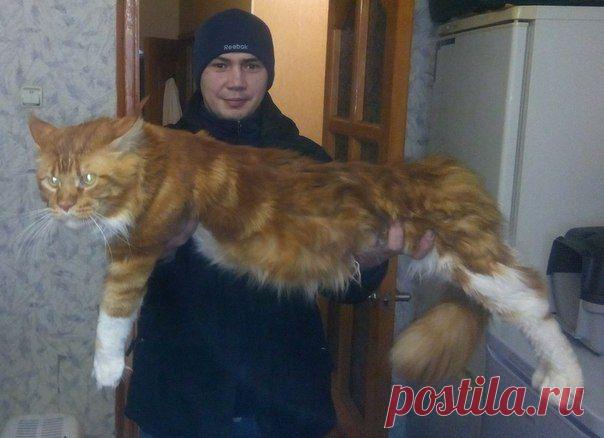 Предками мейн кунов были кошки, жившие в покоях французской королевы Марии-Антуанетты. Во время Великой французской революции королева решила бежать в Америку. Свои самые бесценные вещи, в том числе и кошек, она вручила некоему капитану Самюэлю Клу, в которого была тайно влюблена. Капитан, родом из городка Вискассет в штате Мэн, доставил туда сокровища королевы. Королевские кошки подружились с местными и основали, сами того не ведая, новую породу мейн куно.