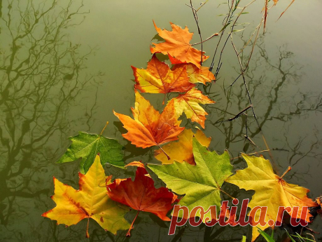 Яндекс.Фотки