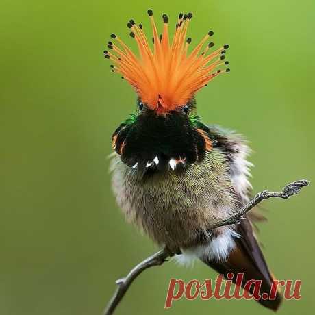 Follow @lovelycatshow for cute cats 😍 
Rufous-crested Coquette by @worldbirdphotographer

.
.
#best_birds_planet 
#your_best_birds 
#planetbirds 
#ig_birds_perfection
#nuts_about_birds
#littlebirdhub 
#birds_adored 
#bird_brilliance 
#exclusive_wildlife 
#bestbirdshots
#kings_birds 
#pocket_birds 
#cutebirds 
#feather_perfection 
#ig_discover_birdlife 
#perfectbirds 
#natgeoyourshot 
#eye_spy_birds 
#birds_private 
#parrotsofinstagram 
#birds_illife
#birdsonearth
#southam...