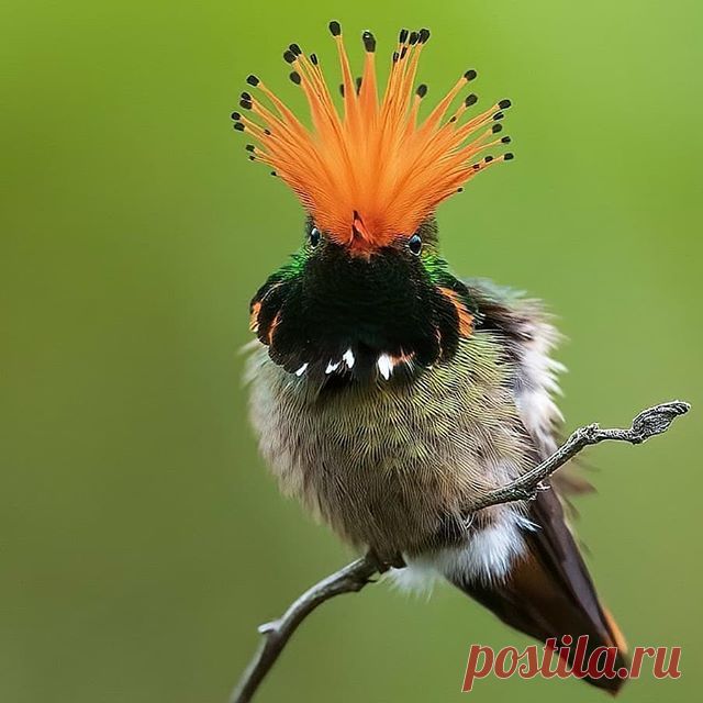 Follow @lovelycatshow for cute cats 😍 
Rufous-crested Coquette by @worldbirdphotographer

.
.
#best_birds_planet 
#your_best_birds 
#planetbirds 
#ig_birds_perfection
#nuts_about_birds
#littlebirdhub 
#birds_adored 
#bird_brilliance 
#exclusive_wildlife 
#bestbirdshots
#kings_birds 
#pocket_birds 
#cutebirds 
#feather_perfection 
#ig_discover_birdlife 
#perfectbirds 
#natgeoyourshot 
#eye_spy_birds 
#birds_private 
#parrotsofinstagram 
#birds_illife
#birdsonearth
#southam...