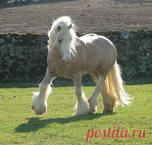 лошади