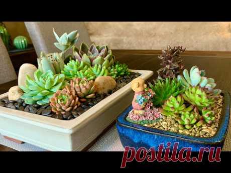Two Succulent Arrangements in Glazed Terracota Pots