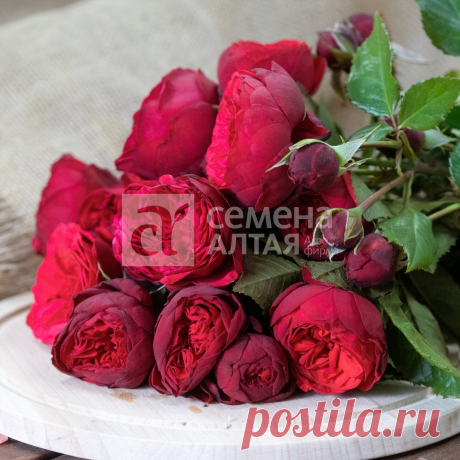 Роза с ароматом малины! Роза "Адажио" | Дачные советы. Семена Алтая | Яндекс Дзен