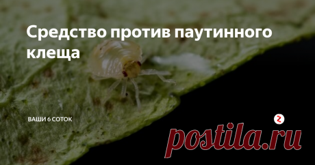 Средство против паутинного клеща Паутинный клещ в теплице может доставить немало неприятностей огородникам, а порой губит практически весь урожай. В группе Школа садоводов Андрея Туманова Елена Цыганкова (Фролова) поделилась методом, с помощью которого избавилась от вредителя.
У нас никогда не было паутинного клеща в теплице. Появился единственный раз в августе 2016 года в теплице с огурцами. Сезон еще не закончился, поэтому приш